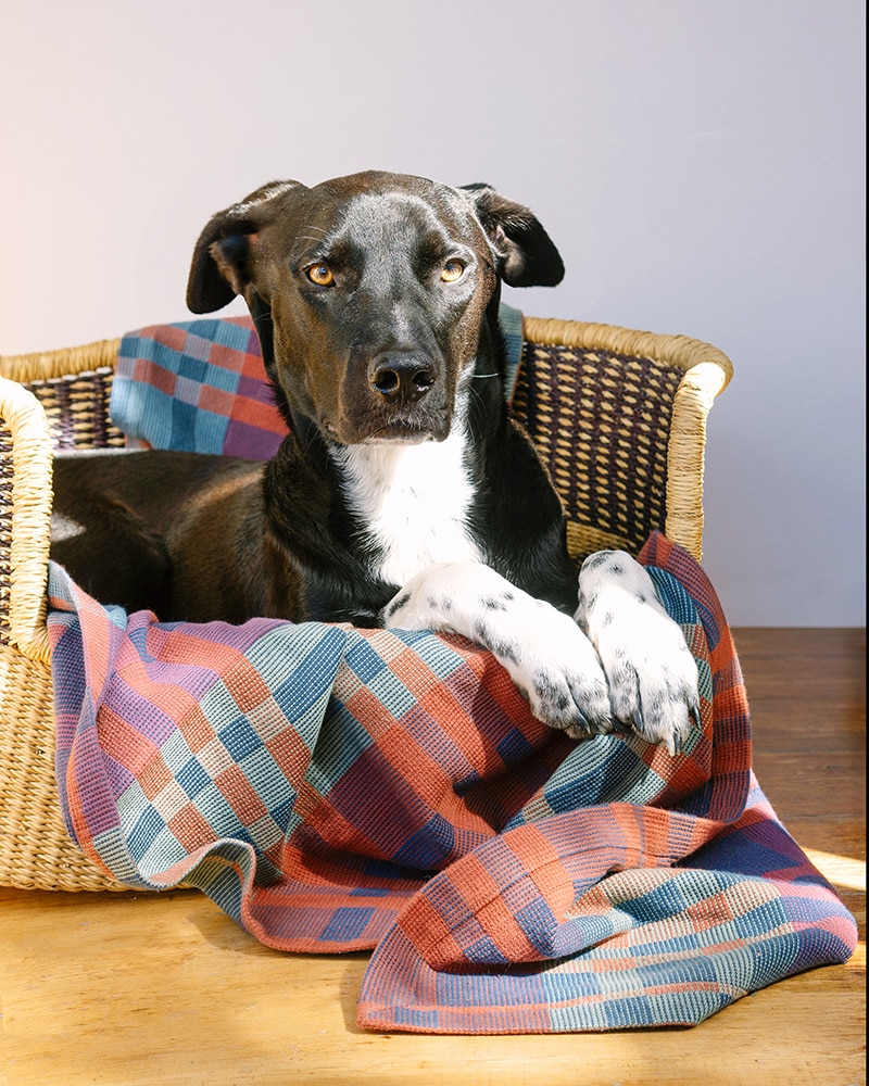 Mungo_Fido_Blanket_Toto_