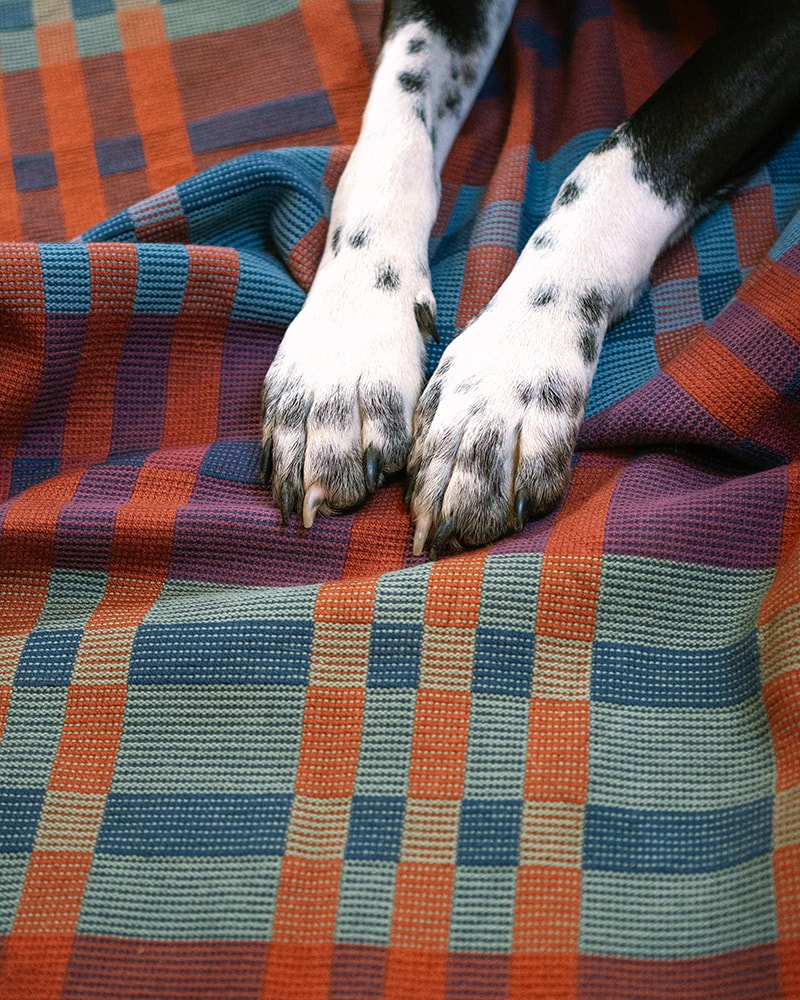 Mungo_Fido_Blanket_Toto_33